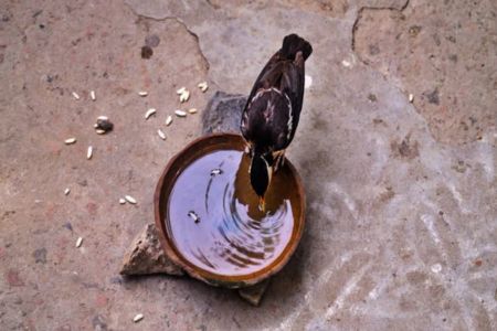 তীব্র তাপদাহে পাখিদের তৃষ্ণা মেটাতে খোলা পাত্রে পানির ব্যবস্থা