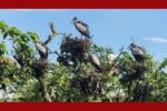 যে গ্রামে মানুষের ঘুম ভাঙে পাখির কিচিরমিচির ডাকে