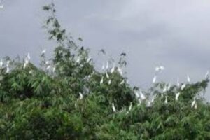 যেখানে পাখিরা চেয়েছিল একটু নিরাপদ আশ্রয়, সেখানে মানুষ নামল উচ্ছেদের নোংরা খেলায়!