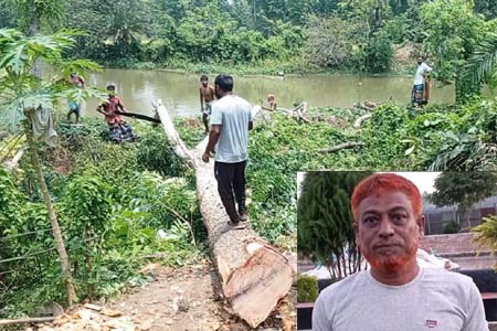 গাছ কেটে নিলো বিএনপি নেতা!