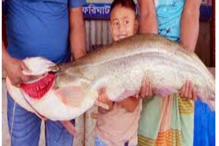 বোয়াল