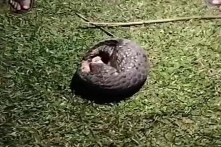 পঞ্চগড়ের বোদায় বনরুই উদ্ধার