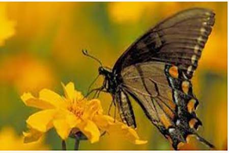 জাবিতে প্রজাপতি মেলা আজ