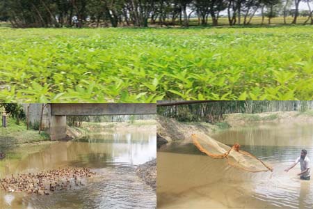 জীবিকার উৎস এখন খালের পানি- হচ্ছে রবিশষ্য চাষ
