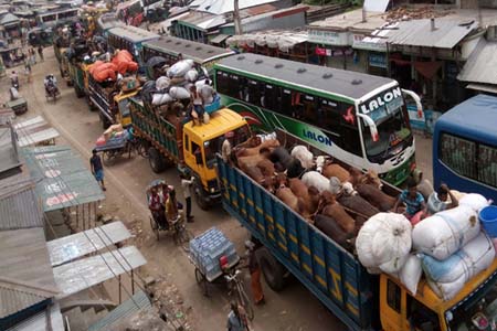 বাম পাশ দিয়ে চলবে পশুবাহী গাড়ি