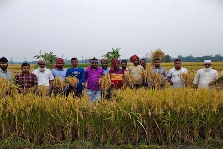 জমির ধান কেটে বাড়িতে তুলে দিলেন ছাত্রদল
