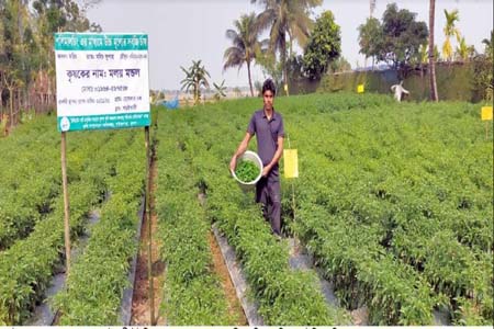 হাইব্রিড মরিচের বাম্পার ফলন