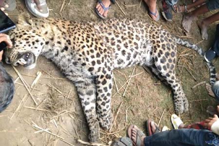 পানিতে ডুবে চিতা বাঘের মৃত্যূ