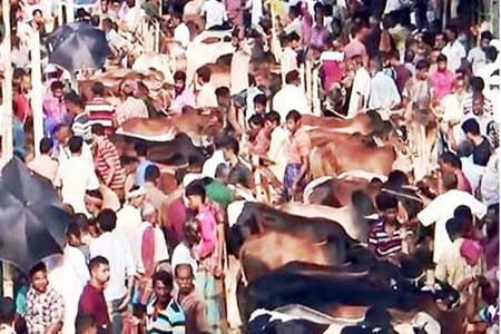 ঈদে ঢাকায় কয়েক লাখ পশু কুরবানি হয়, সামাজিক দূরত্ব মেনে হাট চলবে?