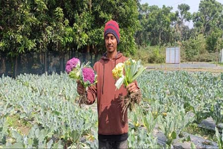 শার্শায় প্রথমবার রঙিন ফুলকপি চাষ