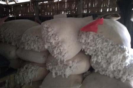 ফুলবাড়ীর তুলা চাষী