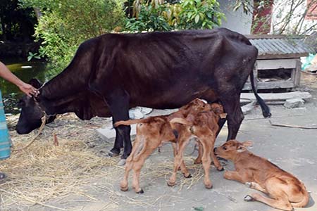 এক গাভীর তিন বাচ্চা প্রসব