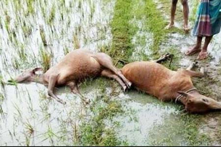 বজ্রপাতে গরুর মৃত্যু