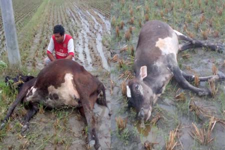 ঝিনাইদহে চোখের সামনেই মারা গেলো দুটি গাভী অল্পের জন্য রক্ষা পেলেন কৃষক