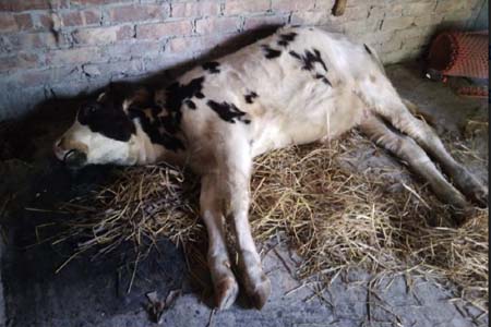 মাদারীপুরের ডাসারে খুরা রোগে ৫টি গরুর মৃত্যু