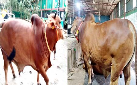 হাট কাঁপাবে রাজা-বাদশা