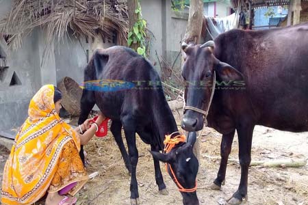 বাছুর মায়ের দুধ খাচ্ছে ও দিচ্ছে