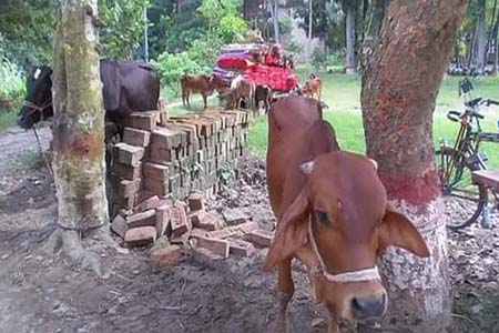 চুরি হওয়া ১৬টি গরুর মালিককে খুঁজছে মধুখালী থানা পুলিশ