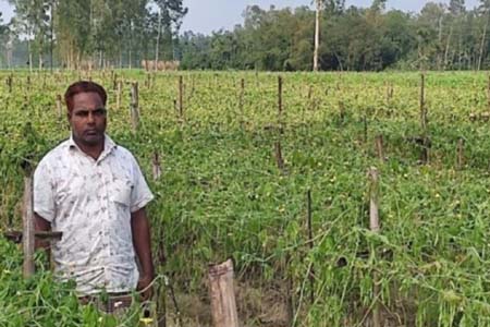 এ কেমন নিষ্ঠুরতা? রাতের আঁধারে চাষির করলা গাছের গোড়া কেটে দিলো দুর্বৃত্তরা