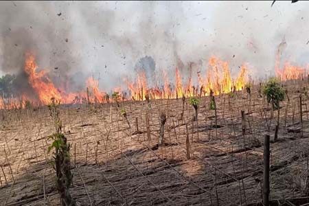 পানবরজ পুড়ে ছাই