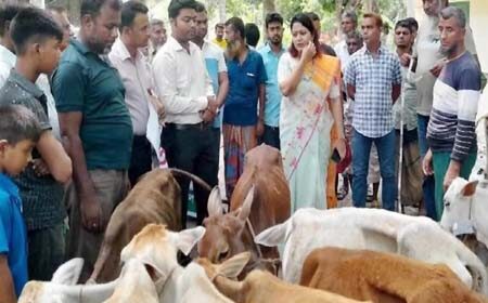 বাছুর ফেরত