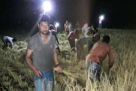 ঠাকুরগাঁও দেবীপুরে রাতের আধারে কৃষকের ধান কেটে বাড়ি পৌঁছে দিল যুবলীগ, স্বেচ্ছাসেবকলীগ ও ছাত্রলীগ