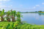 ডাসারে উন্মুক্ত জলাশয়ে কার্প মাছ চাষে নতুন সম্ভাবনা