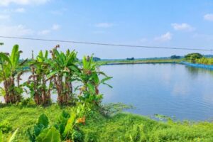 ডাসারে উন্মুক্ত জলাশয়ে কার্প মাছ চাষে নতুন সম্ভাবনা