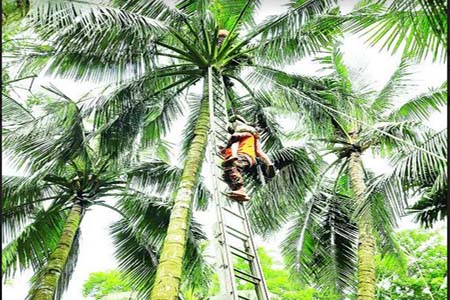 নারিকেল গাছে মৃতদেহ