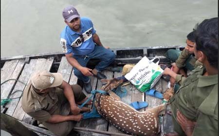 লোকালয় থেকে হরিণ উদ্ধার