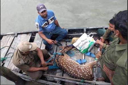 লোকালয় থেকে হরিণ উদ্ধার