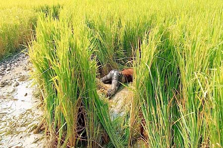 যুবকের অর্ধগলিত লাশ