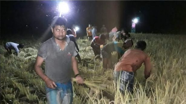 ঠাকুরগাঁও দেবীপুরে রাতের আধারে কৃষকের ধান কেটে বাড়ি পৌঁছে