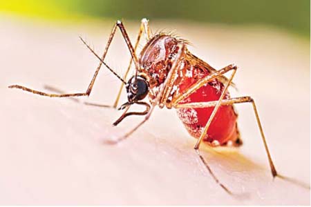 বরিশালে ডেঙ্গু আক্রান্তর মৃত্যু