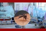 ডেঙ্গুতে প্রাণ গেল আরও ৪ জনের, নতুন করে হাসপাতালে ১,৫৫৮