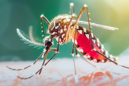 ডেঙ্গুতে প্রাণ গেল আরও ২ জনের, হাসপাতালে ৯৮৮