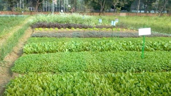 গণভবনে শেখ হাসিনার ফসলি উঠোন