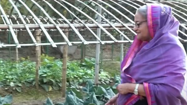 গণভবনে শেখ হাসিনার ফসলি উঠোন