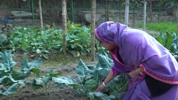 গণভবনে শেখ হাসিনার ফসলি উঠোন