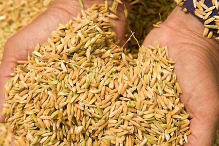 ধান ও চাল