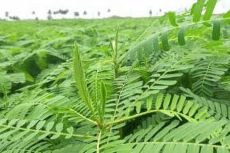 ধৈঞ্চার চাষ