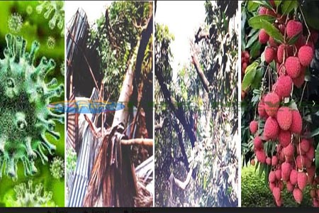 কালবৈশাখীতে লিচুর বাজারে ধস