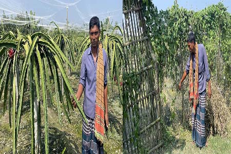 কালীগঞ্জে রাতের আধারে বেড়া কেটে কৃষকের স্বপ্ন চুরি