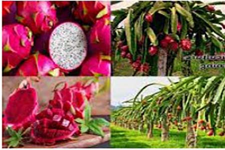 ড্রাগন ফলের পুষ্টিগুণ