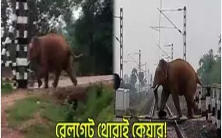 রেলগেট ভেঙে হাতি