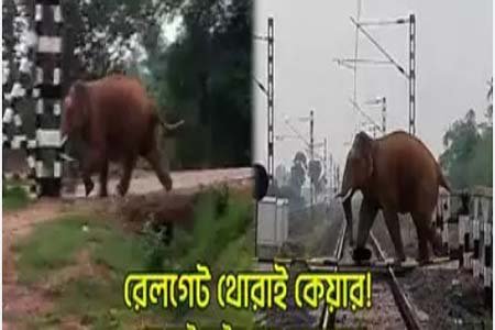 রেলগেট ভেঙে হাতি