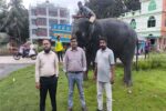 জিম্মার শর্ত ভঙ্গ, দুই হাতিকে ফের বন বিভাগের হেফাজতে