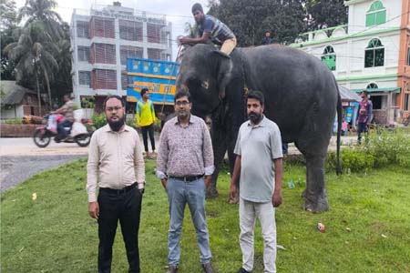 জিম্মার শর্ত ভঙ্গ, দুই হাতিকে ফের বন বিভাগের হেফাজতে