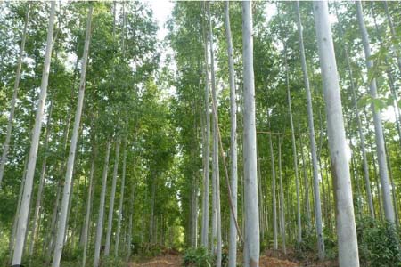 Government bans plantation
