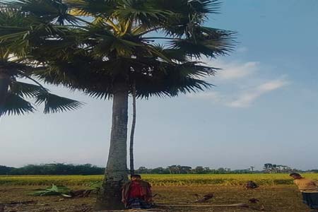 ডাল-পালা কাটতে গিয়ে প্রাণ